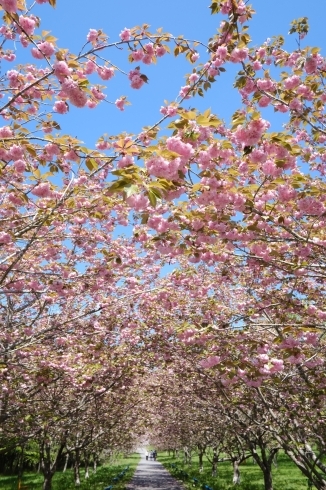 カンザン通り抜け（4月25日撮影）「八重桜終盤戦！ちょっと羅生門さくら公園に立ち寄りました」
