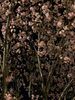 ３日前の桜「世間はGWモード突入前」