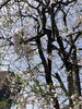 桜もちらほら「桜がちらほら」