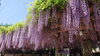 「【西条市】藤の花、つつじが見頃を迎えています！（2024年4月26日）」