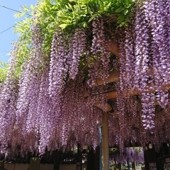 【西条市】藤の花、つつじが見頃を迎えています！（2024年4月26日）
