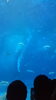 沖縄、美ら海水族館「news no. 51 中学英語教科書の 反英訳訓練で 中学生で　ネイティブと対等に意思疎通が続けられるようになる　❕　もちろん　高校生以上　年配の社会人まで！」