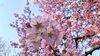 本日撮影の桜(滝川市内)「🌸5月お得エステ(その他)🌸」
