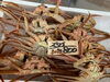 「おはようございます。」