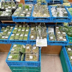 地元産『山菜』多数入荷します！農産物直売所