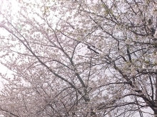 桜🌸【札幌市北区拓北 小規模多機能 春の歌】