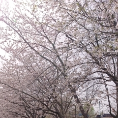 桜🌸【札幌市北区拓北 小規模多機能 春の歌】