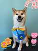 「Dog salon mofu mofu 余市町」
