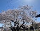 天上寺の桜が綺麗でした！！