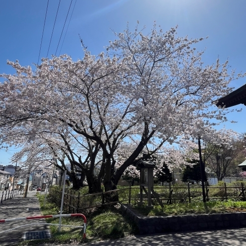 「天上寺の桜が綺麗でした！！」