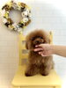 ジンジャー「仁姜」くん🐶「お迎え☺️」