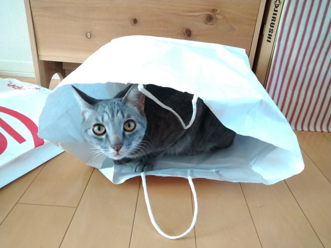 袋がだいすき猫のマメ「お知らせ」