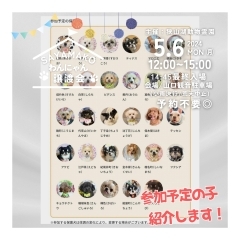 ✿5/6㈪ 譲渡会(所沢市)参加保護犬猫情報！⑧✿ 小型犬/チワワ/トイプードル