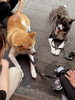「かわいい秋田犬✨テラス席ワンコOK🐕【人気観光地！柴又帝釈天参道おすすめグルメ！美味しいランチ＆昼飲み🍺＆食べ歩き好吃好喝メニューのお店🏮】」