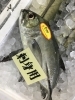 「魚魚市場鮮魚コーナーおすすめは「ギンガメアジ」です♪」