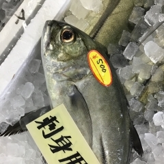 魚魚市場鮮魚コーナーおすすめは「ギンガメアジ」です♪