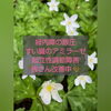 「緑内障の眼圧・膵臓のアミラーゼ・起立性調節障害の皆さん改善中！ [福島県福島市の漢方薬局]」
