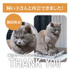 「【無事再会！】新居浜市 萩生コープタウン付近で迷子になった猫のゆずちゃん。飼い主さんと再会できました！」