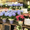 「母の日ギフト(花鉢)続々入荷中！！」