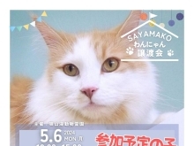 ✿5/6㈪ 譲渡会(所沢市)参加保護猫情報！⑨✿ 雑種猫/MIX猫/保護猫/狭山湖動物霊園