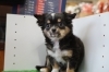 チワワ「子犬のご紹介(^^♪」