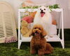 Anniversary　photo「Anniversary photo　」