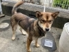 「保護犬情報について」