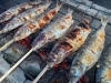 カド焼き「レンタサイクルで「カド焼きまつり」に行ってみました！」