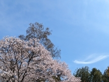 桜、その2🌸【札幌市北区拓北　小規模多機能　春の歌】