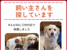 茨城県石岡市　迷子犬の保護　飼い主さんを探しています