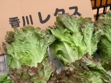 香川の新鮮な野菜を、銅夢キッチンで試験的に販売しています！