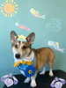 「Dog salon mofu mofu 余市町」