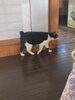 ウサギですが、猫です。「低料金(他社と比べてください) 面談・相談 下見調査無料 女性相談員在籍(安心です) 全国対応 創業平成7年,調査の青葉グループ 群馬-高崎・前橋 茨城-つくば・土浦 埼玉-上尾 探偵歴15年、女性探偵が代表の be-スマイル女性探偵社』」