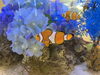 アジサイとクマノミ「季節の装飾をした水槽/静岡/熱帯魚/水槽レンタル/島田市/癒し/内装」