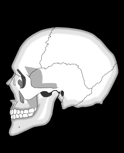頭蓋骨「自律神経の乱れに対する頭蓋調整」