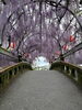 藤の花「中山の大藤」