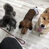 hapipapi便り（ダイゴペットクリニック日進　仔犬の保育園より）