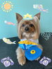 「Dog salon mofu mofu 余市町」