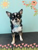 「Dog salon mofu mofu 余市町」