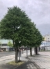 新庄駅前(西口)小雨模様で空気も澄んでいます「まつりのあと・・・。」