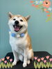 「Dog salon mofu mofu 余市町」
