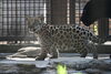 「ジャガーの仔の一般公開について＜5/7更新＞」