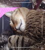 天気の悪い日はいつもよりも寝てばかり🐱ᶻ 𝗓「雨の前の頭痛・だるさは気象病かも…原因と対策☆」