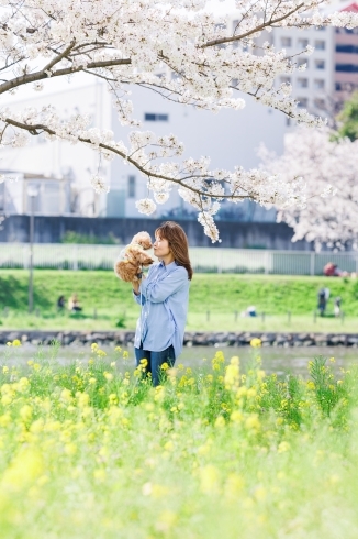 菜の花と桜と♪「早くも5月！【江戸川区でこども・ファミリーの出張撮影をしています】」