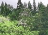 薄紫の藤の花「藤の花ロード（？）」