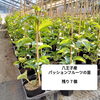 残り７個！「八王子産 パッションフルーツの苗　残り７個　お探しの方、お問い合わせ大歓迎！ ラストチャンスお見逃しなく！　八王子産　パッションフルーツ　南国フルーツ　八王子名産　八王子の特産　八王子市　八日町　」