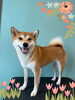 「Dog salon mofu mofu 余市町」