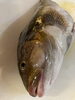 気仙沼で揚がった大型のアイナメ「鮎魚女」