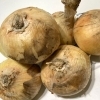 ずっと気になってた 新緑の季節 藤さろんカコのニュース | 旬のお野菜“新たまねぎ” 書