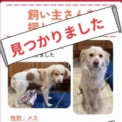茨城県石岡市迷子犬の飼い主さん見つかりました！